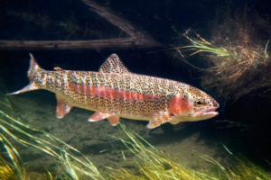 Kalifornijska pastrva